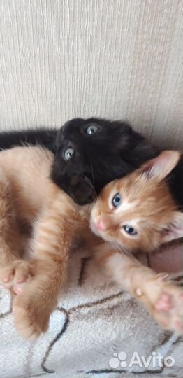 Котята в добрые руки бесплатно