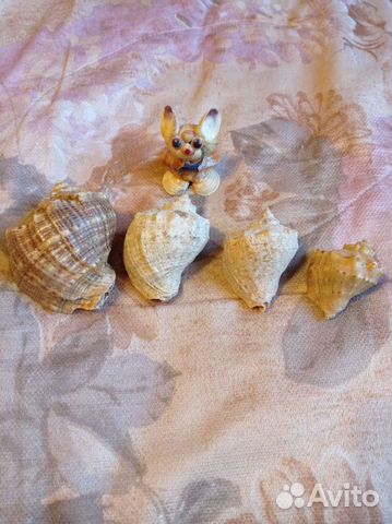 Морские ракушки раковины