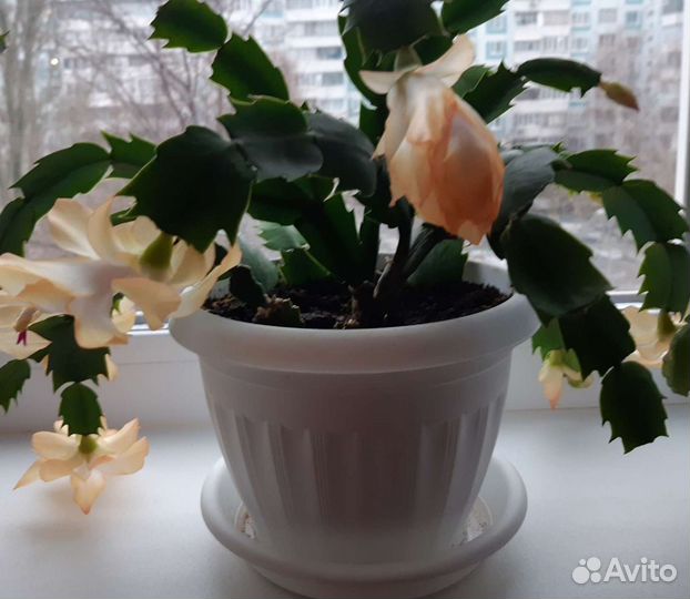 Декабристы, разных цветов