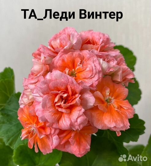 Пеларгонии сортовые