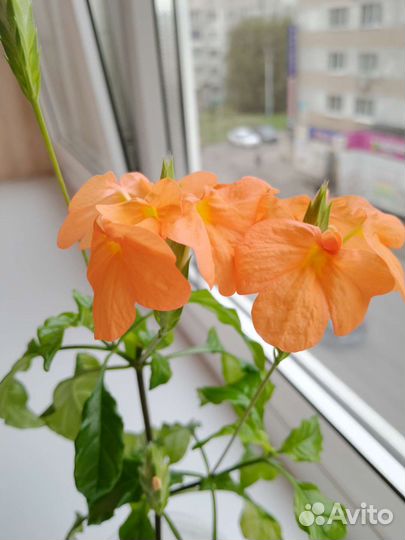 Кроссандра