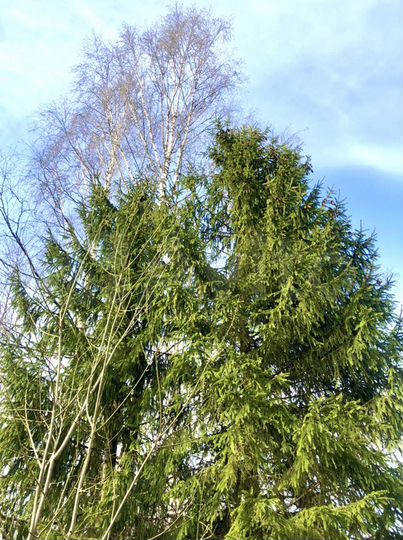 Дом 35,6 м² на участке 29 сот.