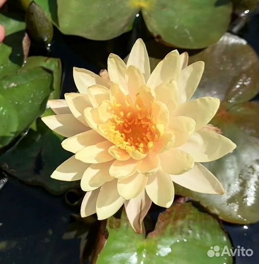 Водные растения