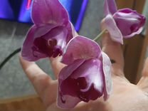 Орхидея фаленопсис трилипс