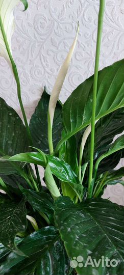 Спатифиллумы в ассортименте