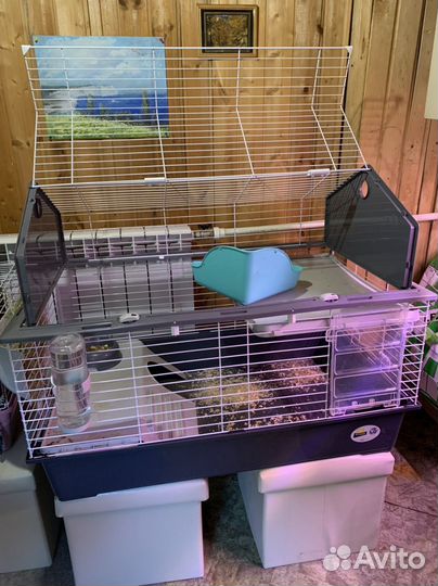 Карликовый кролик с дорогой клеткой