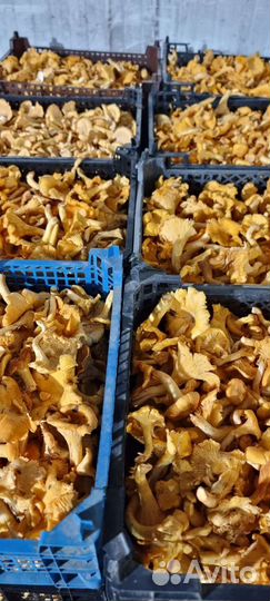 Грузди солёные