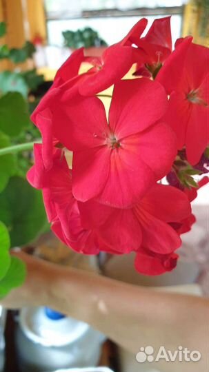 Пеларгония буллз ред