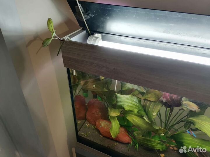 Эхинадорус детка