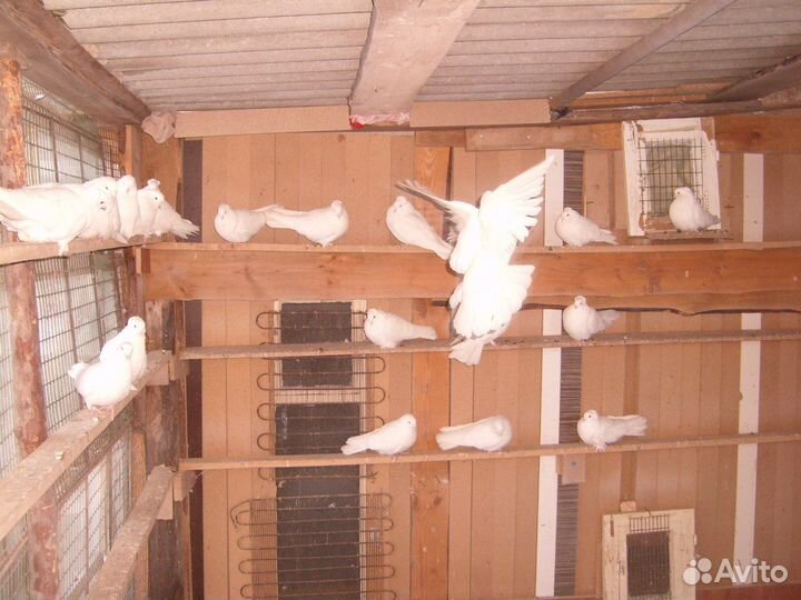 Продаются голуби полтавские белые и серые