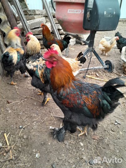 Петухи