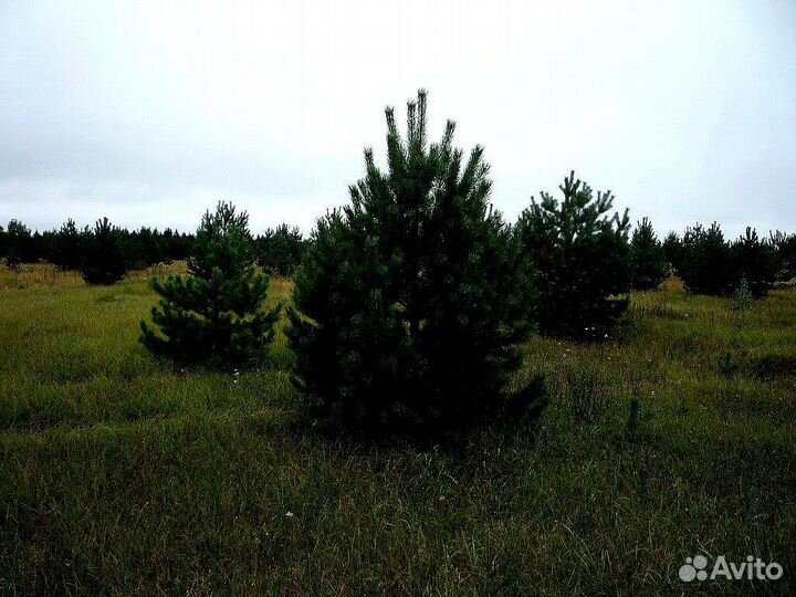 Высокая сосна на участок