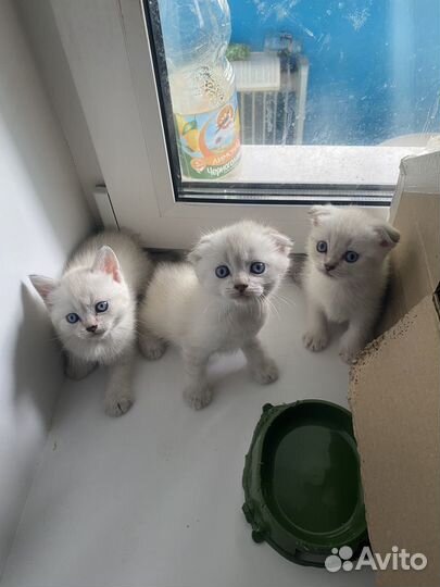 Вислоухие котята