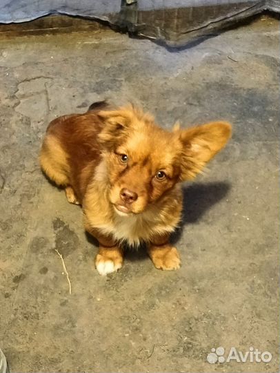 Щенок в добрые руки