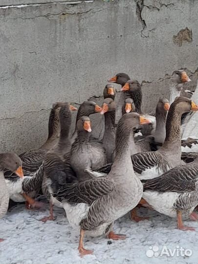 Гуси Крупносерые