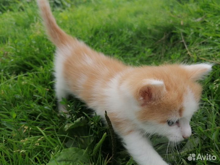 Кот Василий