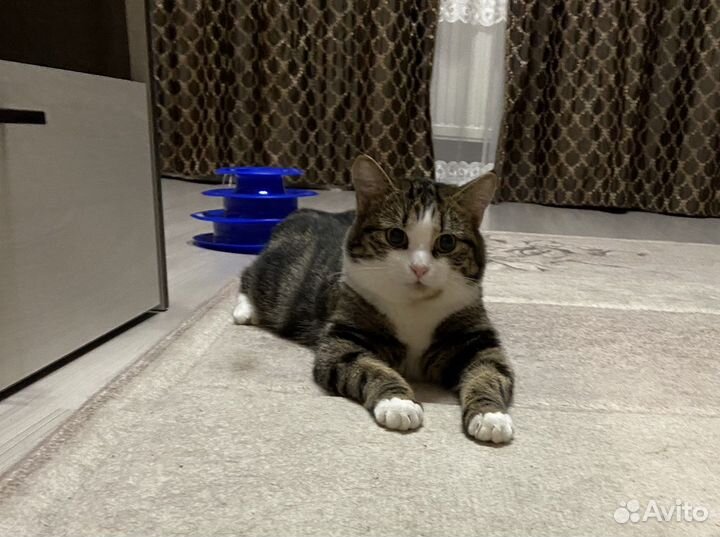 Котик Тимошка в добрые руки
