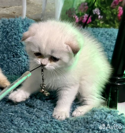 Котята золотые шиншиллы