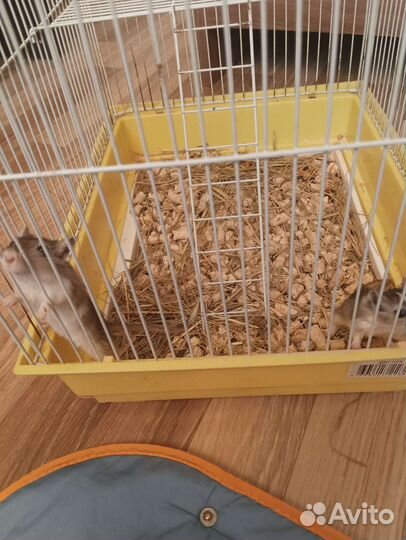 Песчанки с клеткой