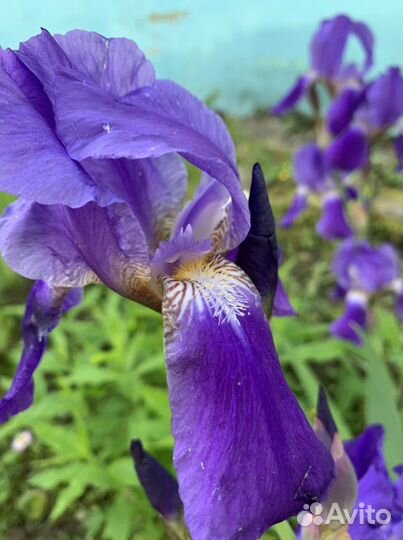 Цветы уличные