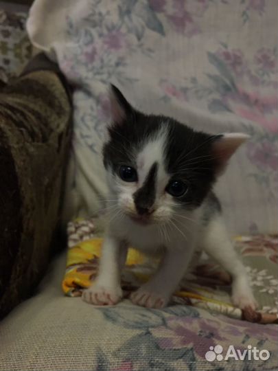 Котята бесплатно