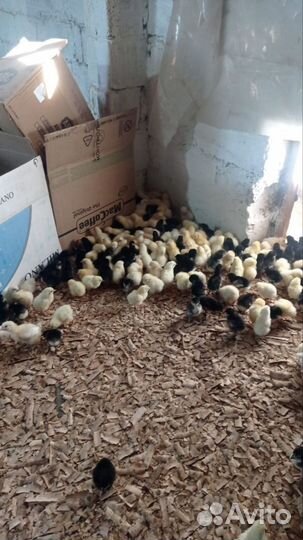 Инкубатор для яиц автоматический бу