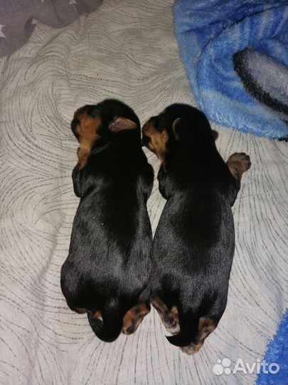 Йоркширский терьер щенки