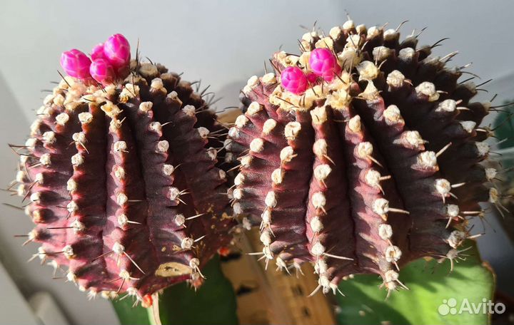 Кактус гимнокалициум Михановича вариегатный