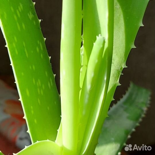 Алоэ вера