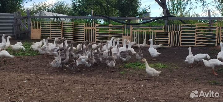 Линда гуси Серые крупные Мясо гуся