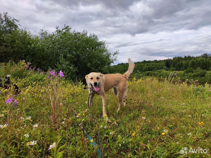 В добрые руки