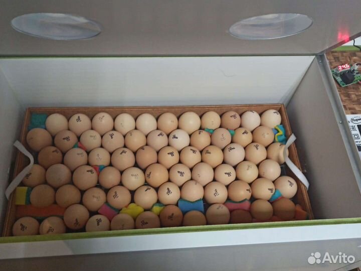 Цыплёнок бройлера