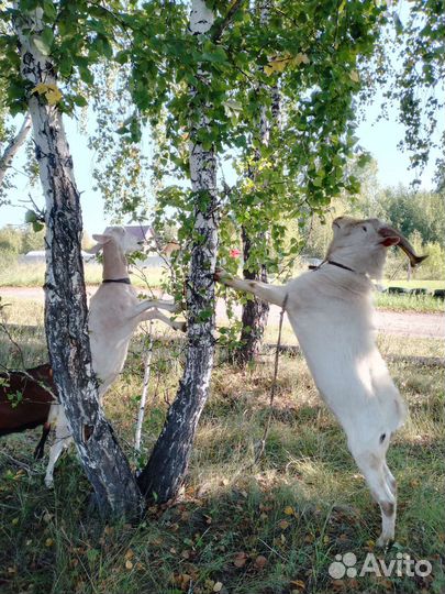 Козлы, козы, козлята