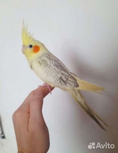 Птенцы корелл