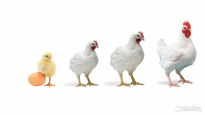 Бройлер росс 308