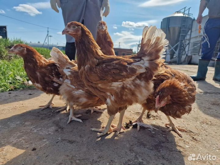Куры несушки
