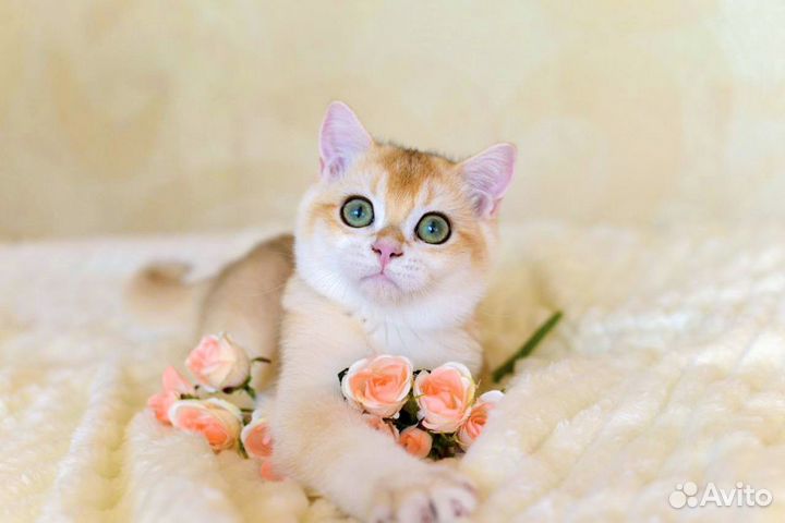 Британский мальчик