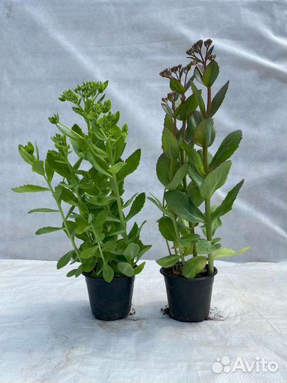 Очиток видный