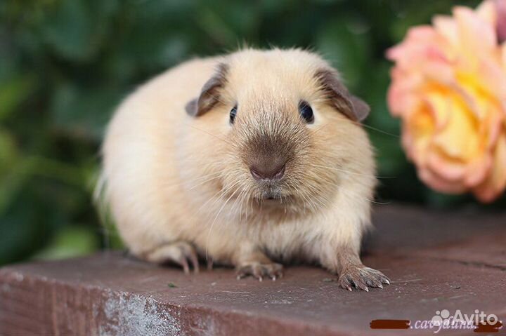 Морские свинки альпака, шелти, тедди, перуанская