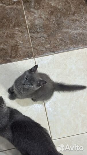 Британские котята