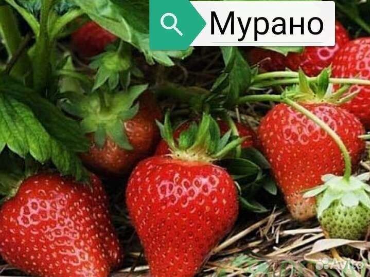 Рассада Клубники