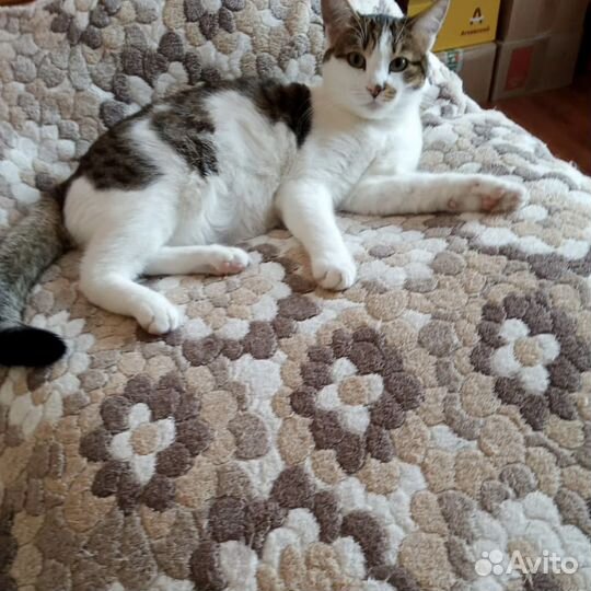 Молодой Котик Василий