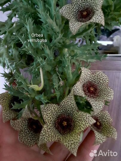 Стапелия, гуэрния, орбея и другие