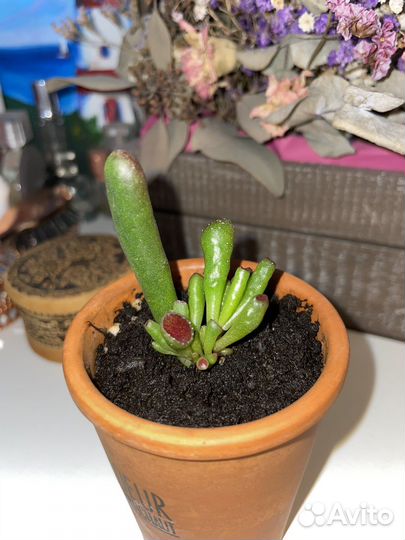 Крассула Хоббит