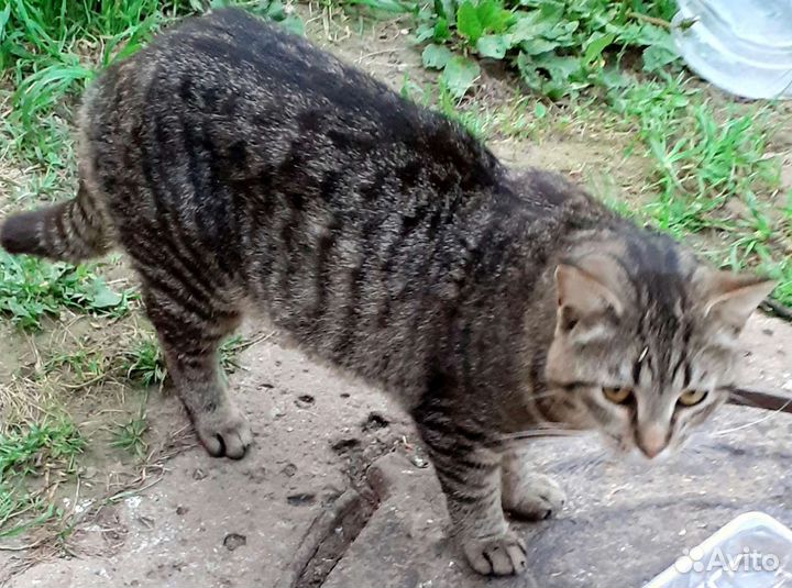 Особенный котик ищет дом