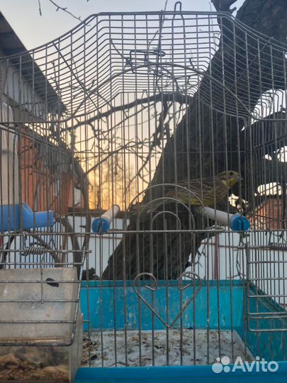 Певчие птицы