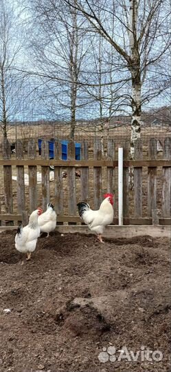 Петух породы Адлерская серебристая