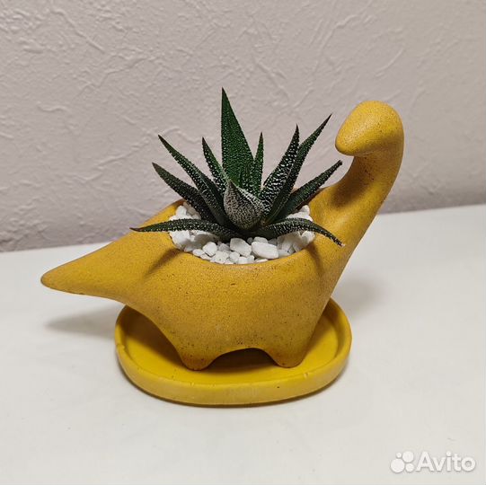 Кашпо с суккулентами