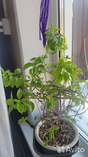 Бугенвиллея