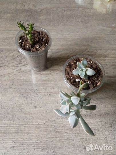 Суккуленты